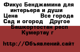 Фикус Бенджамина для интерьера и души › Цена ­ 2 900 - Все города Сад и огород » Другое   . Башкортостан респ.,Кумертау г.